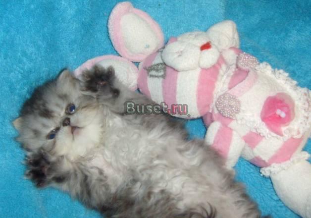 Серебристый персидский котик 2 мес.Глазки не текут Санкт-Петербург