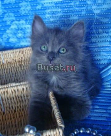 Сибирские и невские маскарадные нежные котята Москва