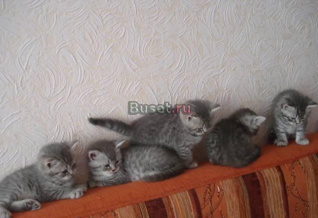 Британские котята Белгород