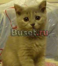Британские и шотландские котята Москва