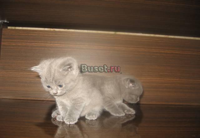Британские котята от породистых родителей Ивантеевка