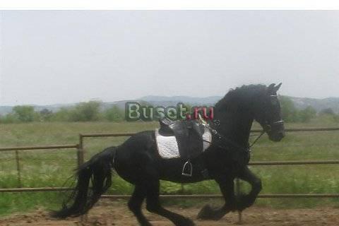 Фризы,тракены,ольденбург.продам Иваново