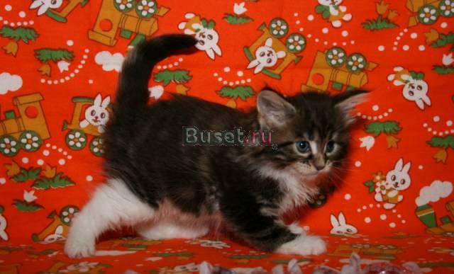 Котята породы мейн-кун Владимир