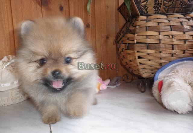 Щенок миниатюрного шпица мальчик Тула