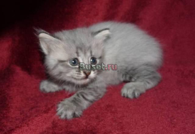Котята ищут дом Екатеринбург