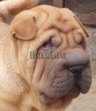 Щенок шар-пея с документами Ейск