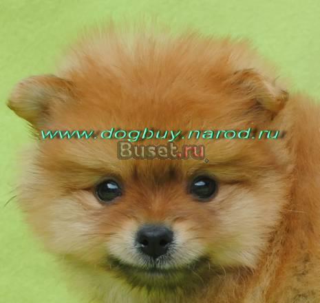 Шпиц щенки  продаются Москва