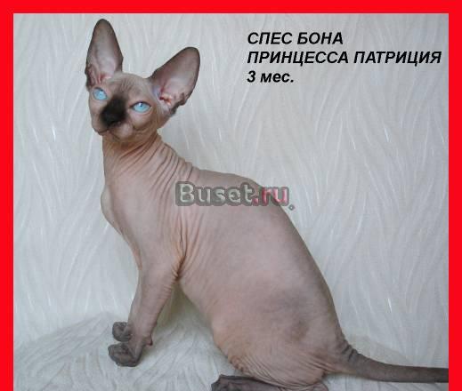 Канадский сфинкс котята Москва