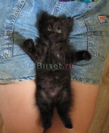 Котенок в дар Москва