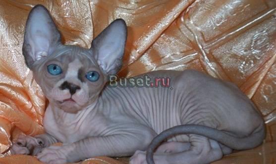 Канадский сфинкс,синеглазые котята,(доставка) Бердск