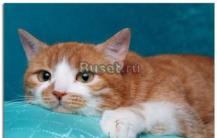 Отдаем в дар Ауди, 1,5 года Москва