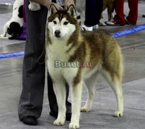 Кобель Сибирский хаски для вязки Москва