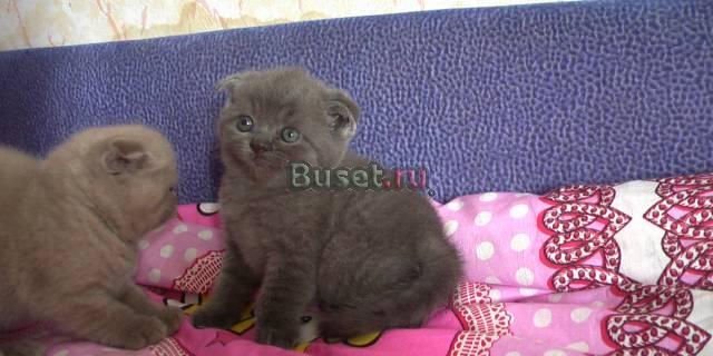 Вислоухие котята Санкт-Петербург