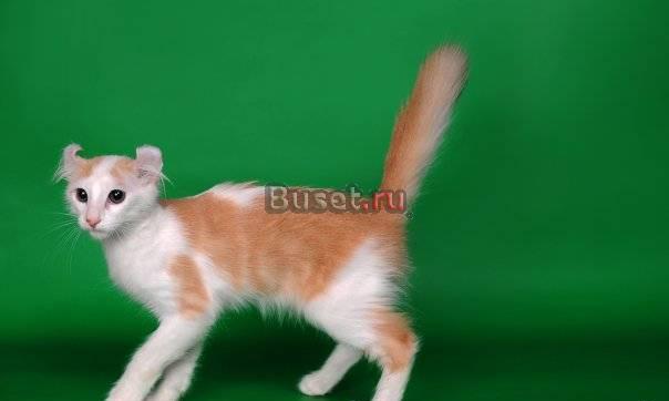 Американский керл подарю в хорошие руки Москва