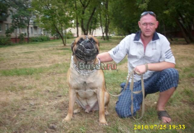 Отдам молодого мощного бульмастифа Москва