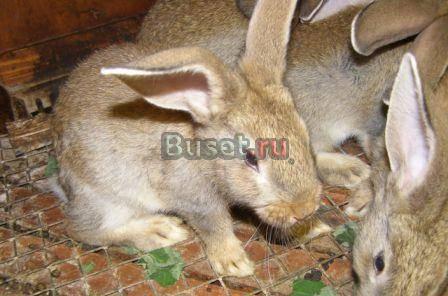 Крольчата Челябинск