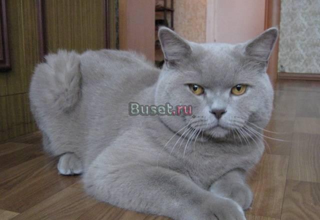 Клубные котята от титулованных родителей Новосибирск
