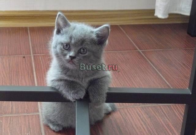 Продаётся британский котёнок Москва