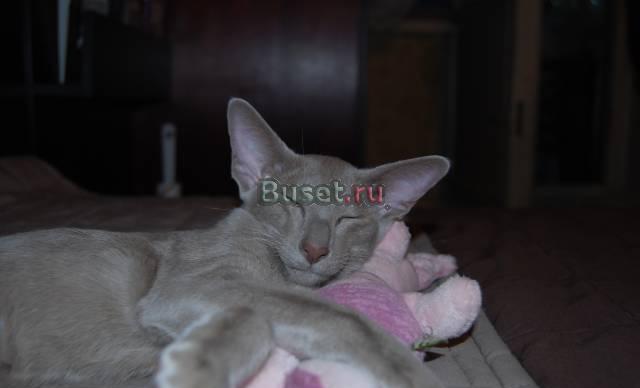 Лиловый ориентальный котёнок(девочка,4 мес.) Москва