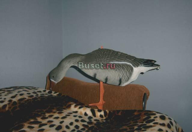 Чучела Москва