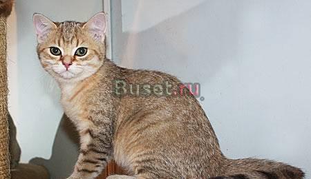 Золотой британский зеленоглазый котик-шиншилла Санкт-Петербург