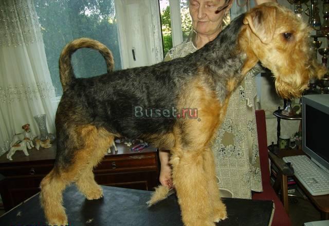 Подрощенные щенки эрдельтерьера Санкт-Петербург