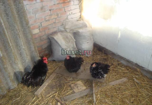 Утки индийский бегунок,цесарки,карликовые куры Балаково