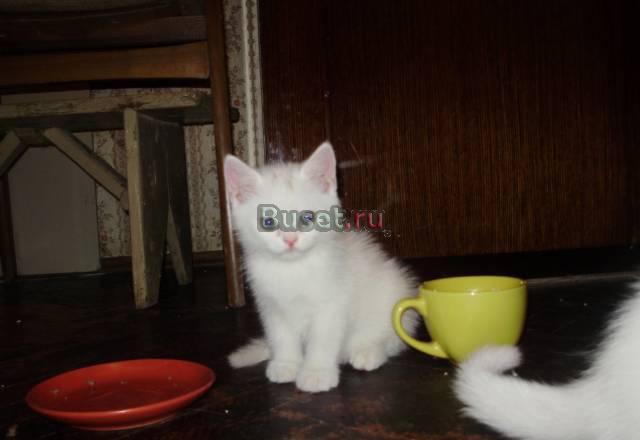 Продается белый британский котенок Москва