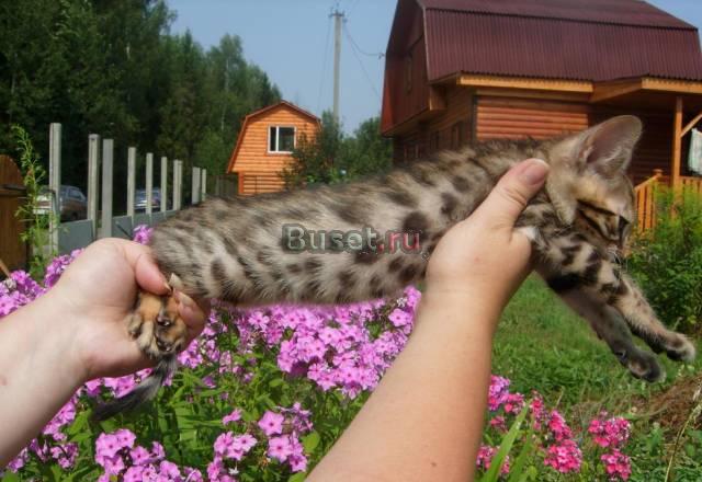 Бенгальские котята Москва