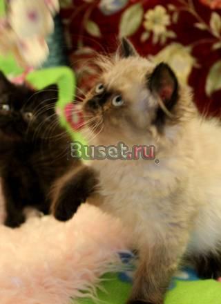 Персидские  котята  разных окрасов Санкт-Петербург