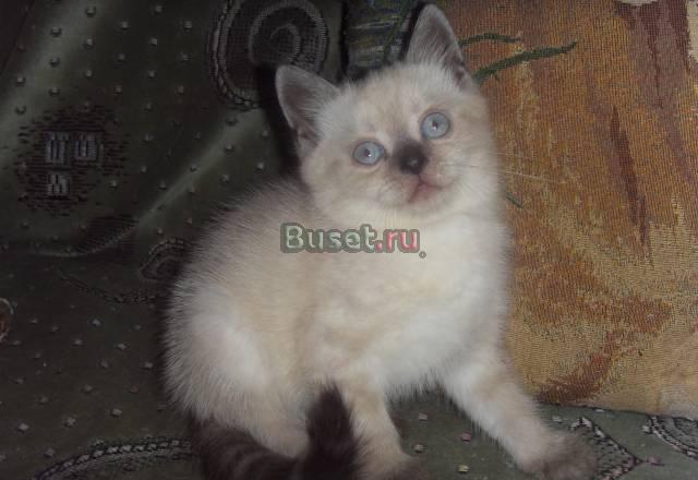 Британские котята Пермь