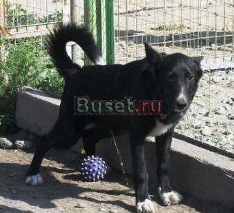 Лайчонок в добрые руки Санкт-Петербург