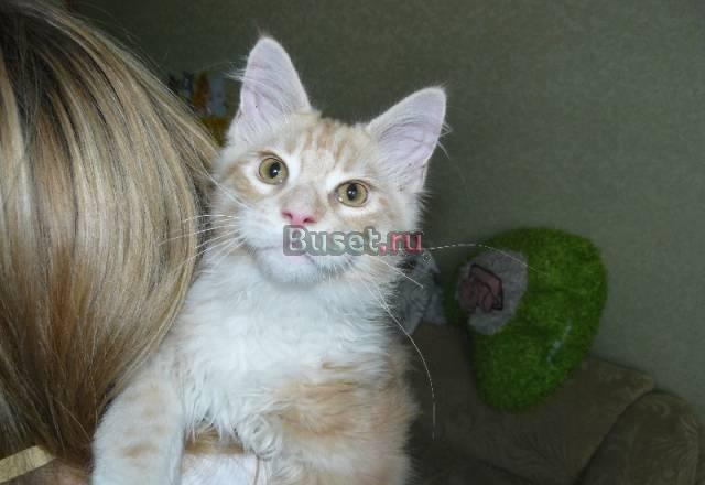 Мейн кун котята Самара