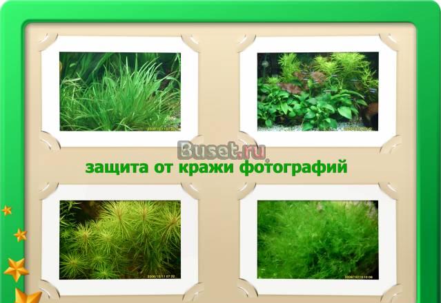 Продам растения, декор, коряжку Москва