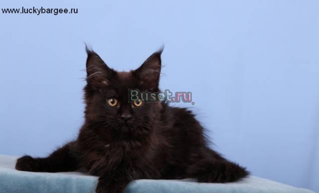 Кошечка Ева. питомник Lucky Bargee Москва