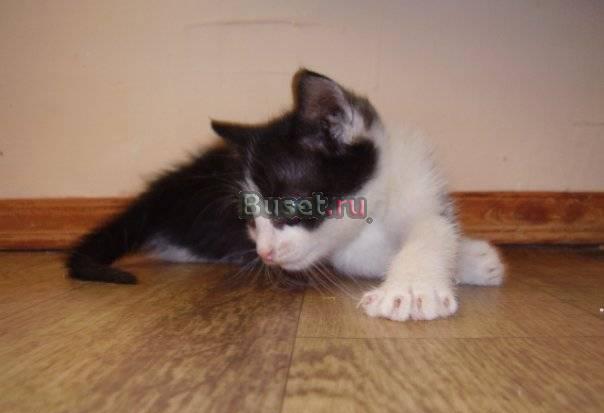 Чудесные котята ищут дом Нижний Новгород