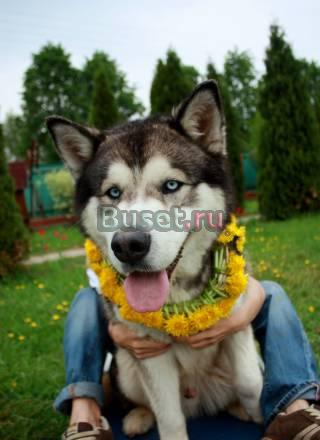 Отдадим в дар кобеля Хаски 2 года Москва