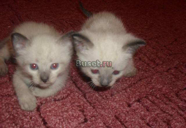 Тайские котята Москва