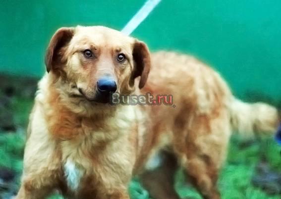 Чарли, молодой активный пёсик!!! Весёлый рыжий кудряшка! Москва