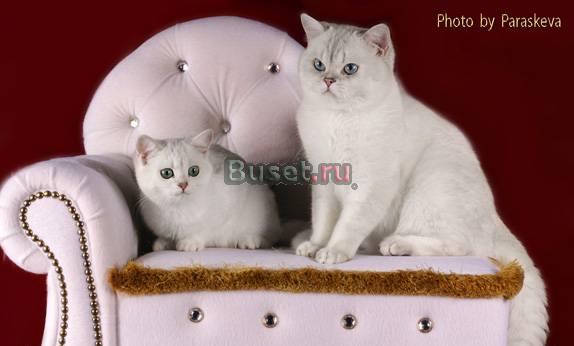 Британские  котята и скотиш-фолды Санкт-Петербург