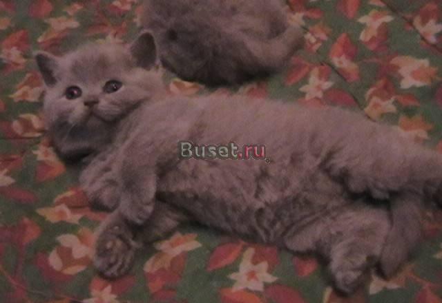 Британские котята 2 месяца котики и кошечки Москва