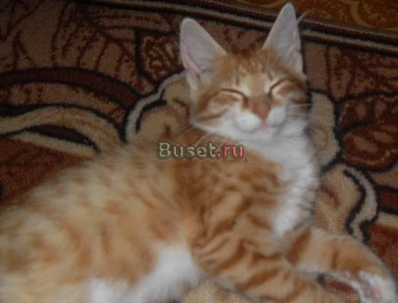 Отдам котенка в добрые руки Серпухов