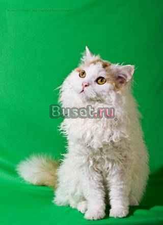 Котята породы селкирк-рекс Пермь