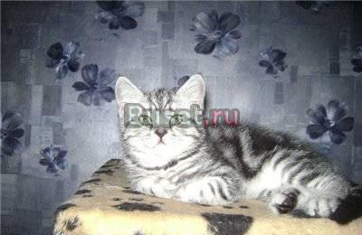 БРИТАНСКИЕ и ШОТЛАНДСКИЕ вислоухие котята д/ш и к/ш Москва