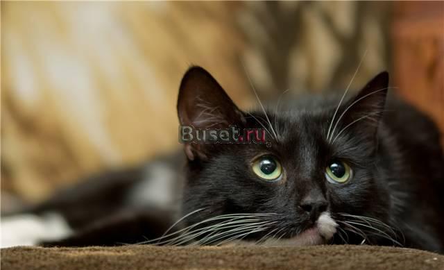 Нежное очарование-кошечка Баффи в добрые руки Санкт-Петербург