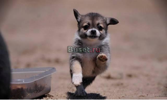 Милые и красивые куклы чихуахуа лицо Поморского ще Барнаул