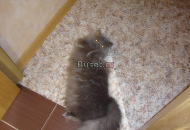 Приглашаем кота для вязки Санкт-Петербург