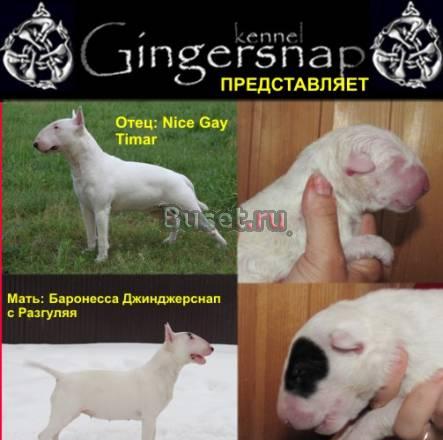 Продаются щенки бультерьера Уфа