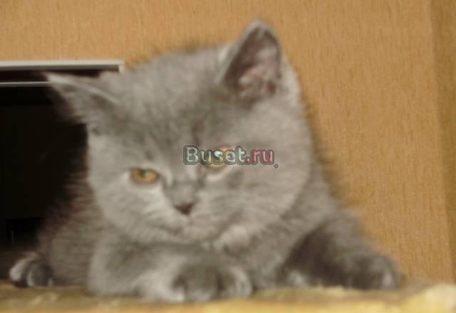 Скоттиш-страйт  мальчики  и  девочки Санкт-Петербург