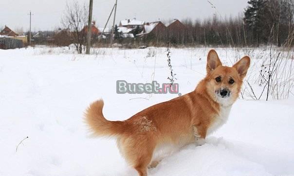 Щенки вельш корги пемброк Москва